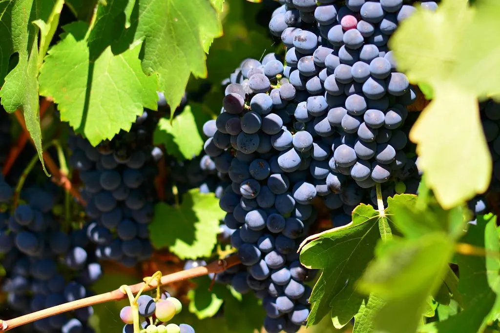 Barham Vines_Barham_slider_bild_3