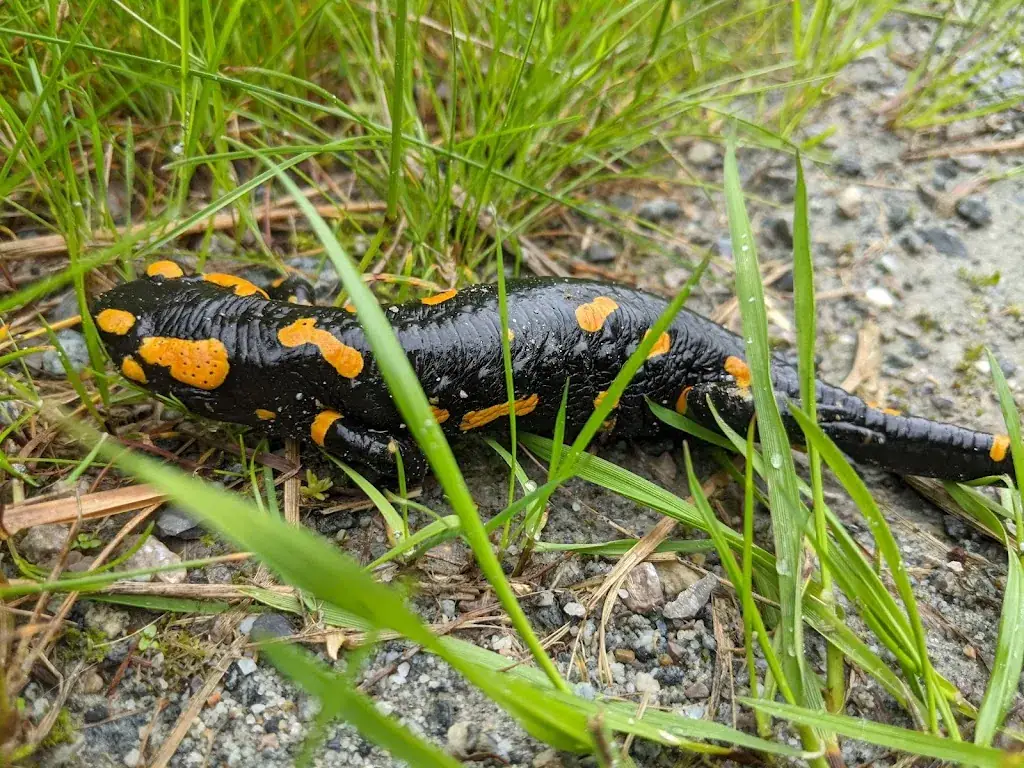 Volodia Kotylo_Da Graf_Gmünd_avis