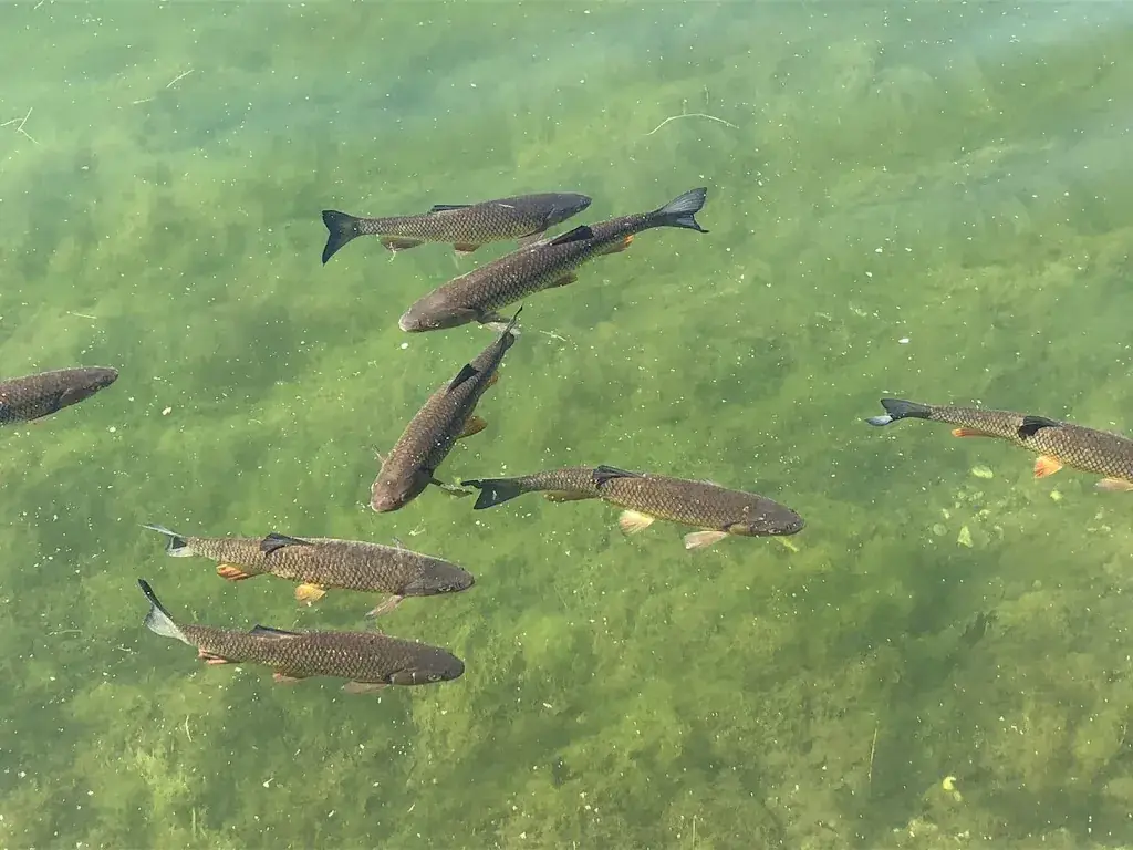 Monique R_Kiosk am Badesee Kleblach_Kleblach-Lind_avis