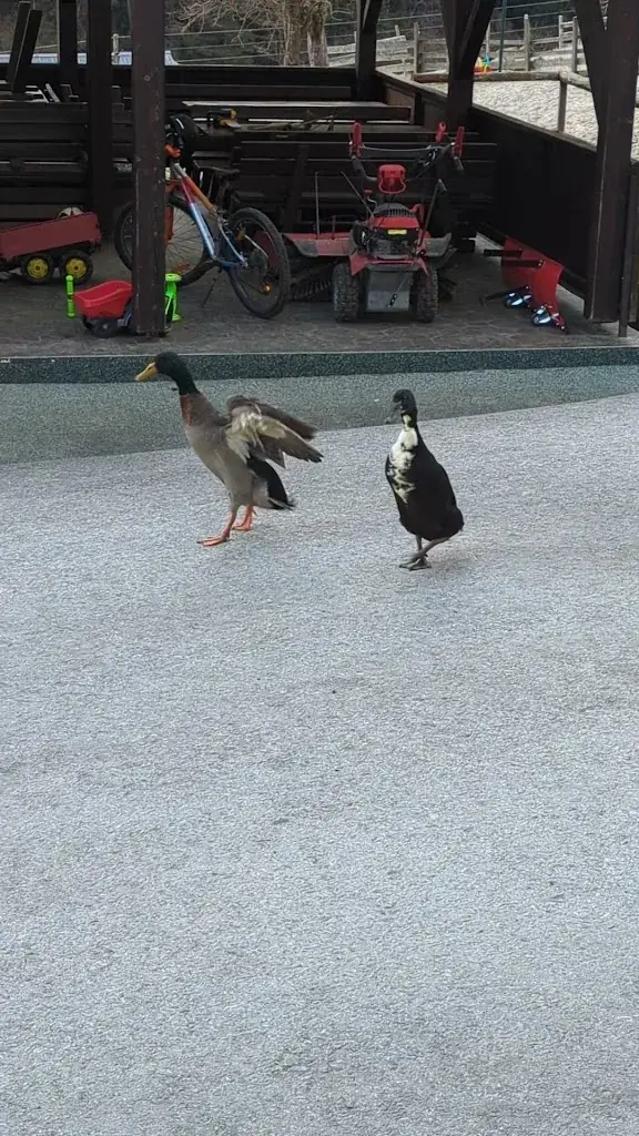 Oliver R_Gasthaus-Pension Wassermann_Stockenboi_avis