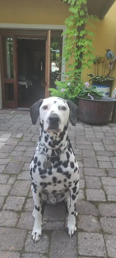 Anaya CoSa_Hubertusstüberl_Untere Fellach_avis