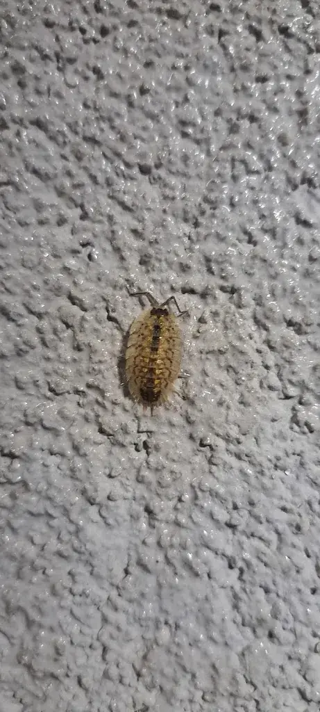 Iss Soo_Oscar's_Eisenstadt_recensione