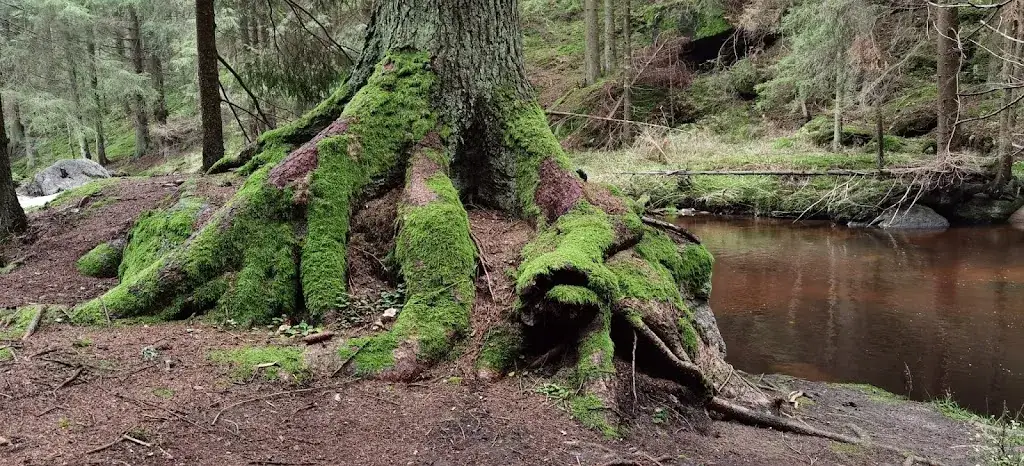 Elisabeth_Bäckerei- Gasthof - Café Kerschbaummayr_Arbesbach_avis