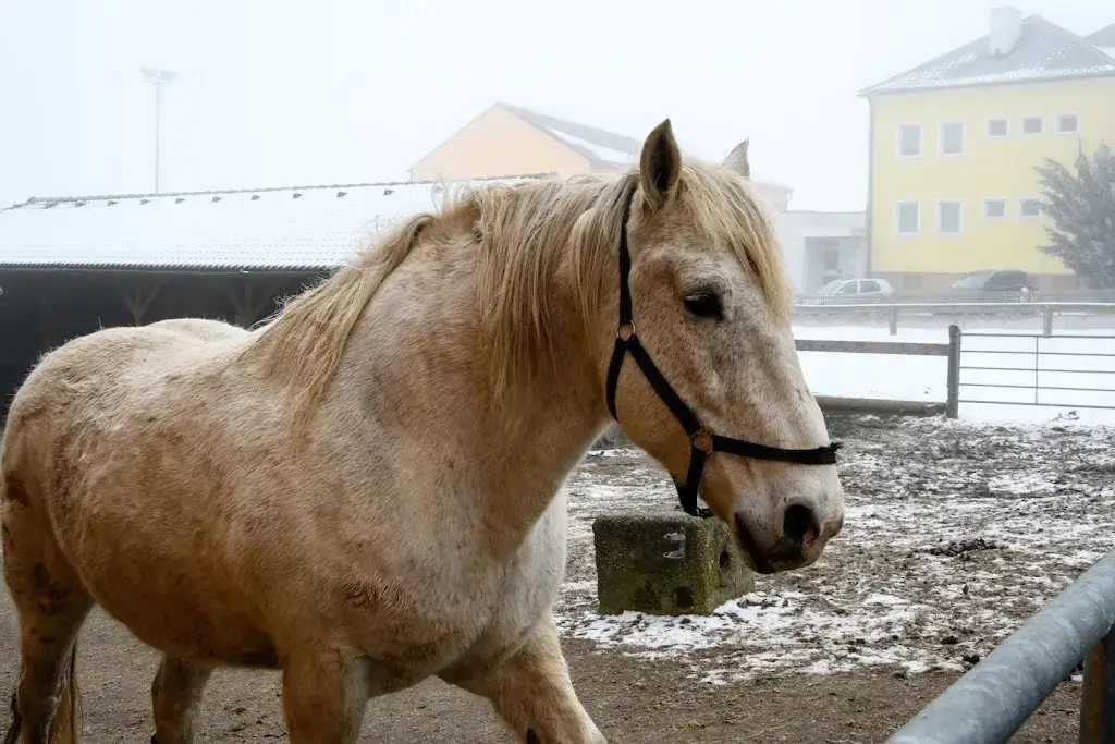 Gasthof J Spiegl_Altmelon_slider_image_3