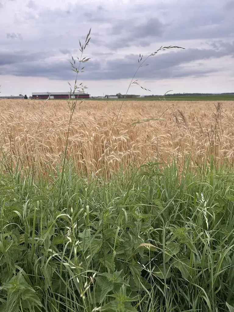 Mario Medhat_Griechische Taverne Am Sachsengang_Andlersdorf_avis