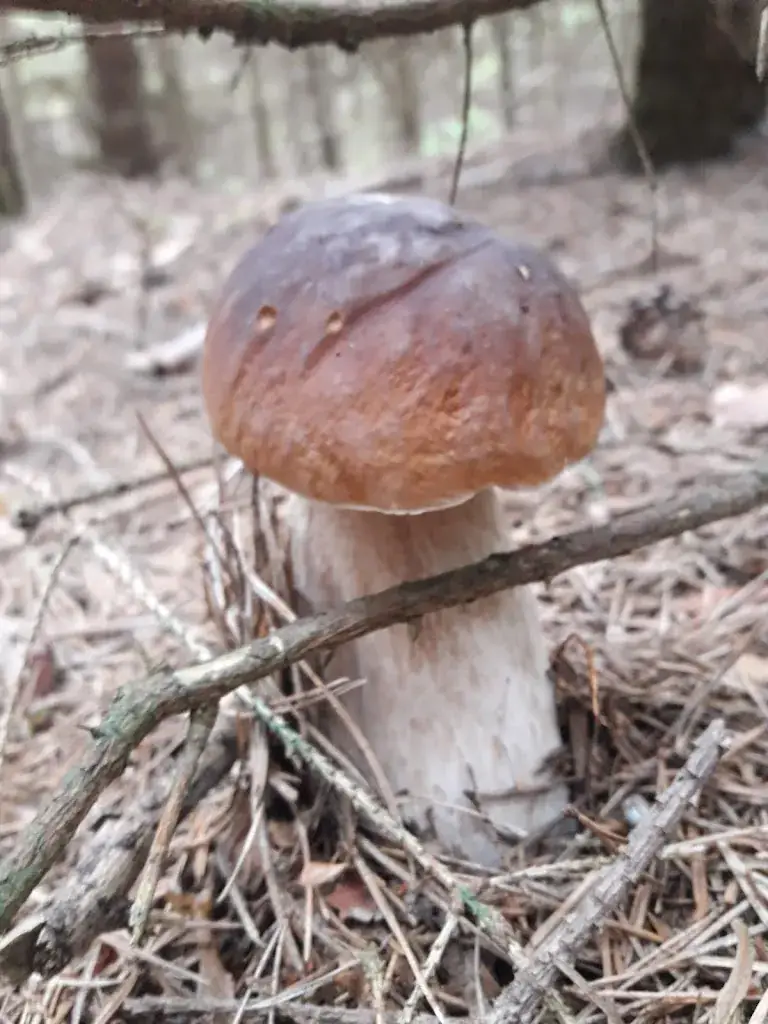 Menu_Café-Restaurant Sabine_Bad Erlach_image_1