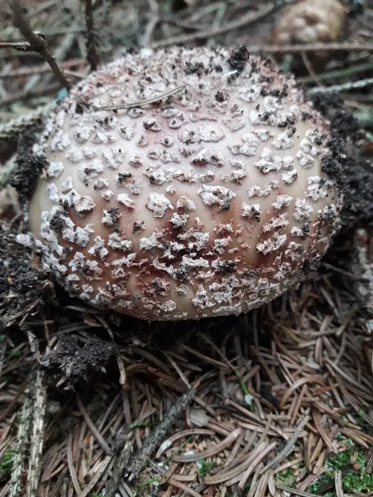 Menu_Café-Restaurant Sabine_Bad Erlach_image_3