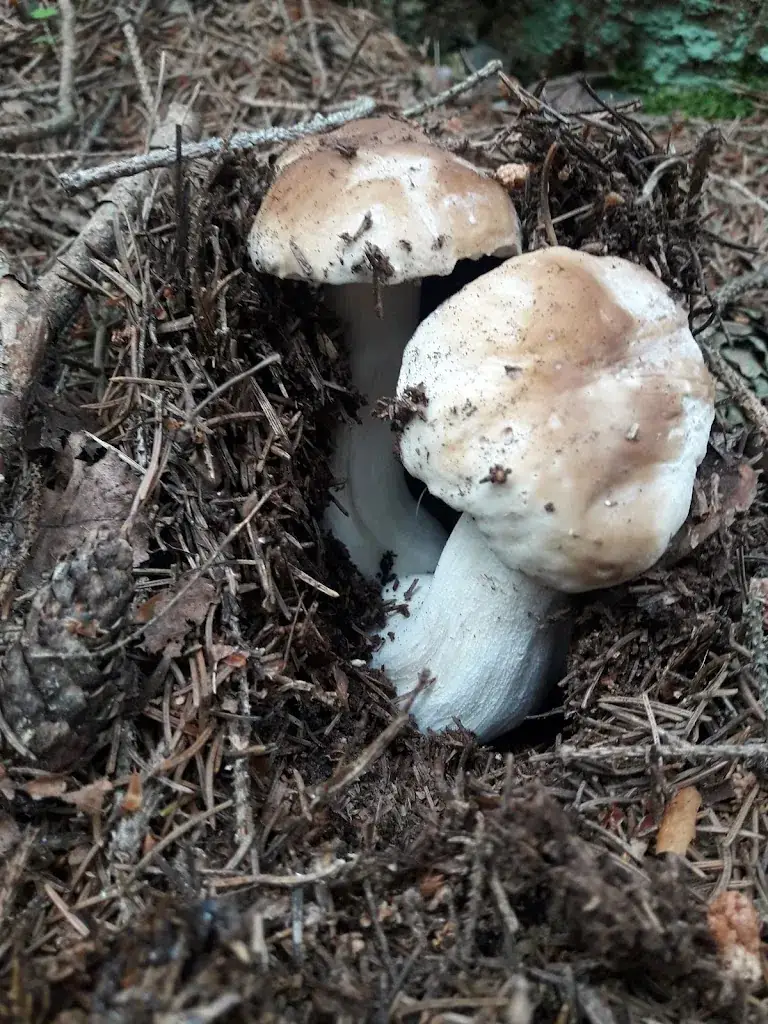 Menu_Café-Restaurant Sabine_Bad Erlach_image_8