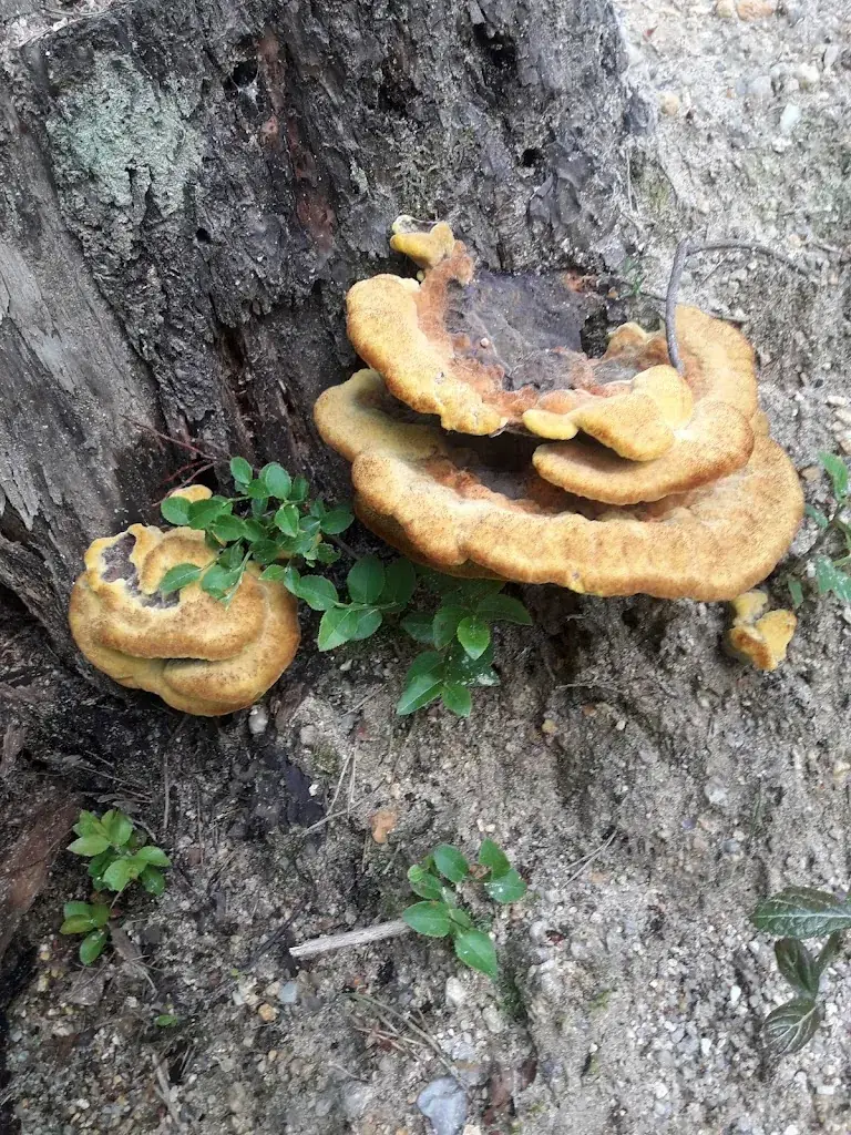 Menu_Café-Restaurant Sabine_Bad Erlach_image_9