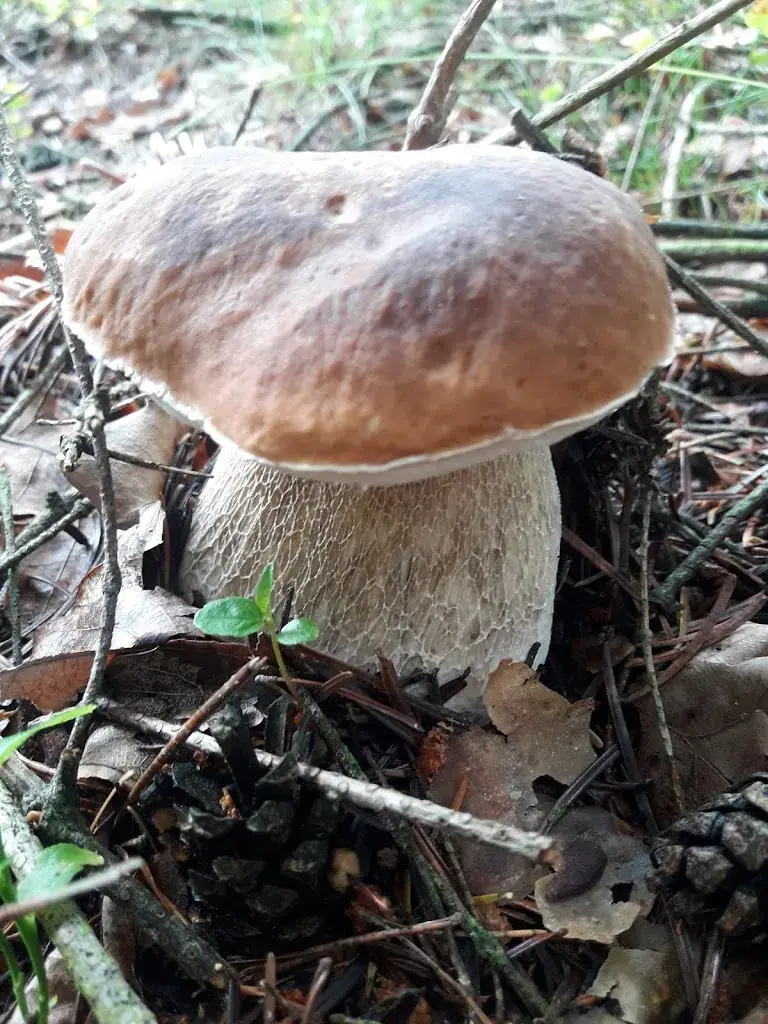 Café-Restaurant Sabine_Bad Erlach_slider_image_3