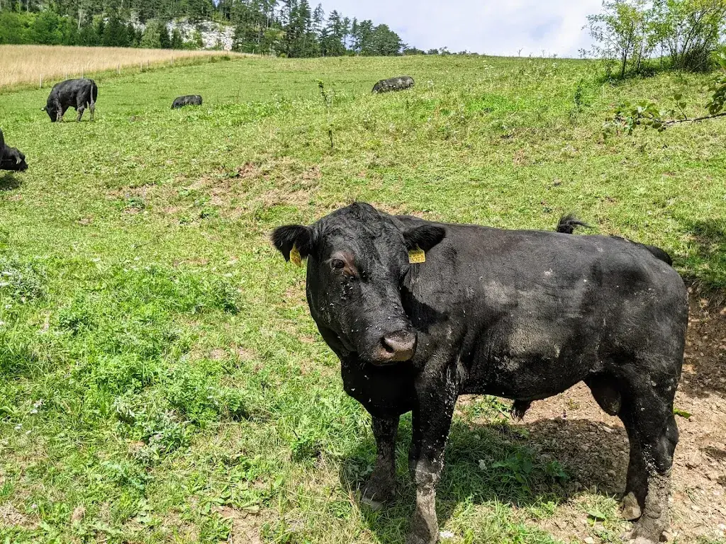 WuuiiV_Marias Land_Brunn an der Schneebergbahn_review