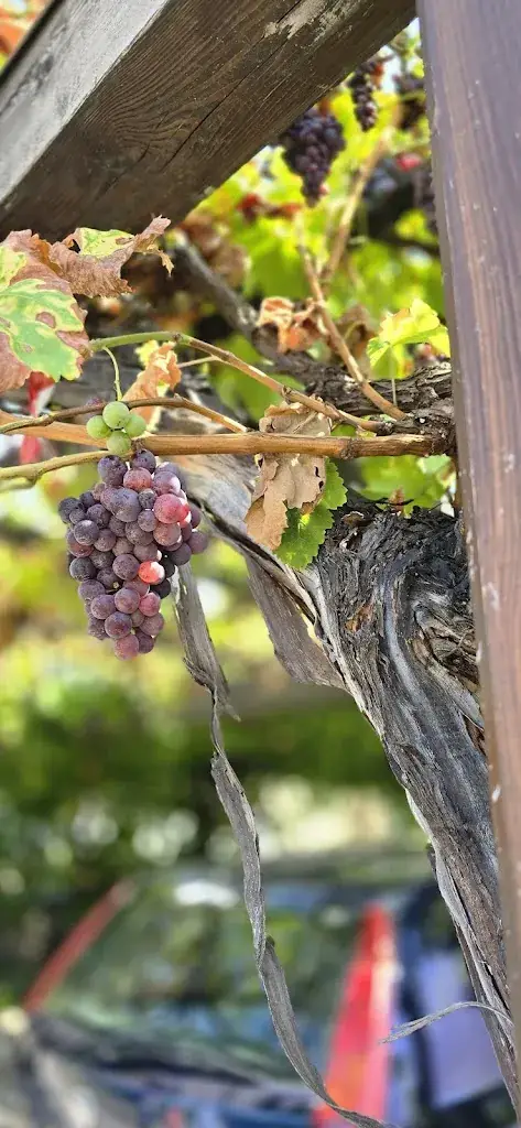 Menu_Leonhartsberger Herbert - Weinbau_Dürnstein_image_4