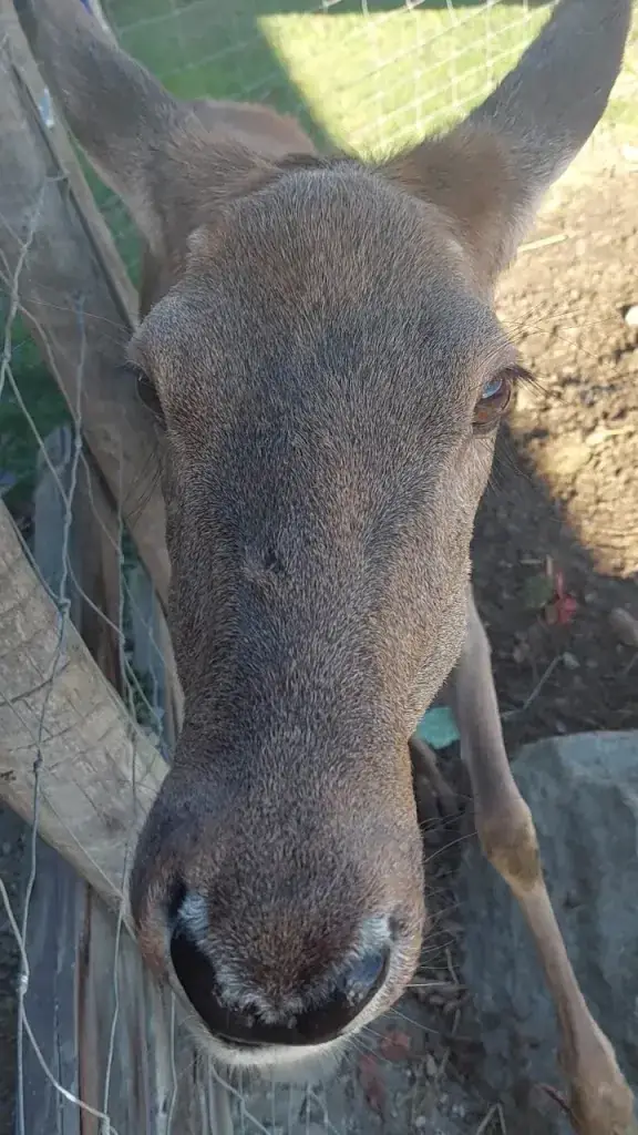 Gulli Griesmaier_Gasthaus Langthaler_Emmersdorf an der Donau_review