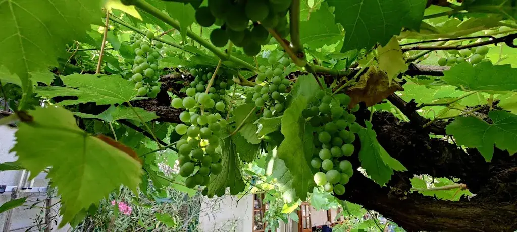 Steven Batchelor-Manning_Heurigen Restaurant Familie Reisenhofer_Gumpoldskirchen_avis