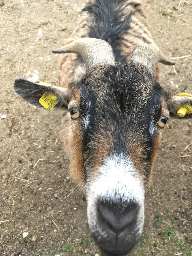 Natalia Khilkevitch_Wiazhaus Landsthal_Hainfeld_avis