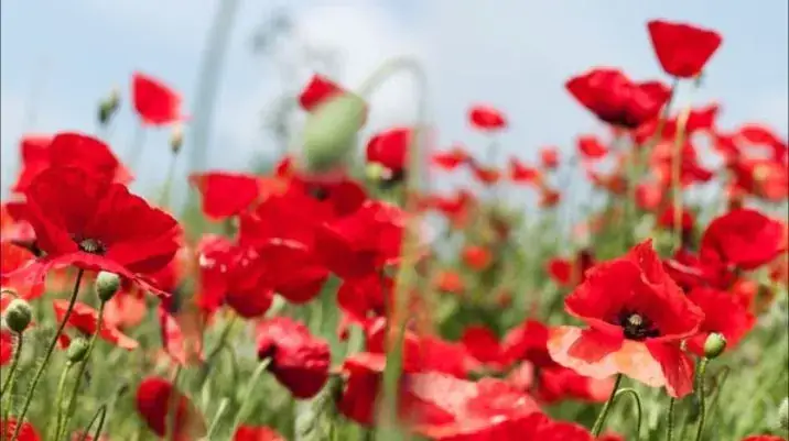 Restaurant Landhaus Schrick_Hauskirchen_slider_image_3