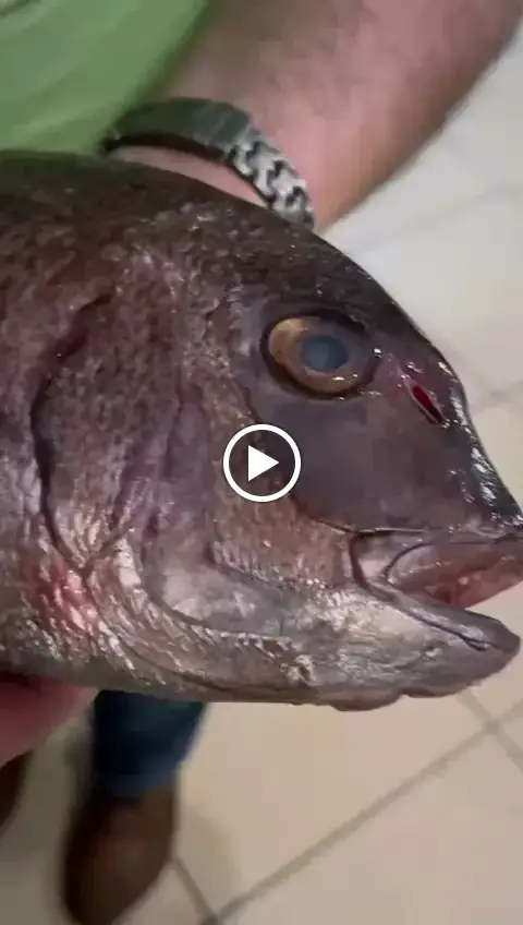 Fisch Restaurant Navagio_Hinterbrühl_slider_image_2