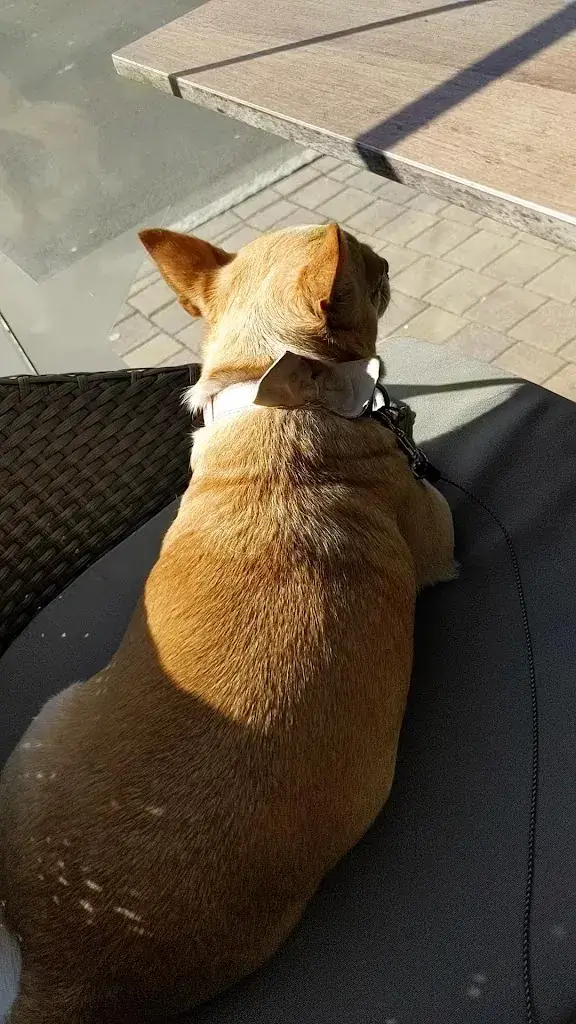 GERNOT - Restaurant zum Hof_Jennersdorf_slider_image_2