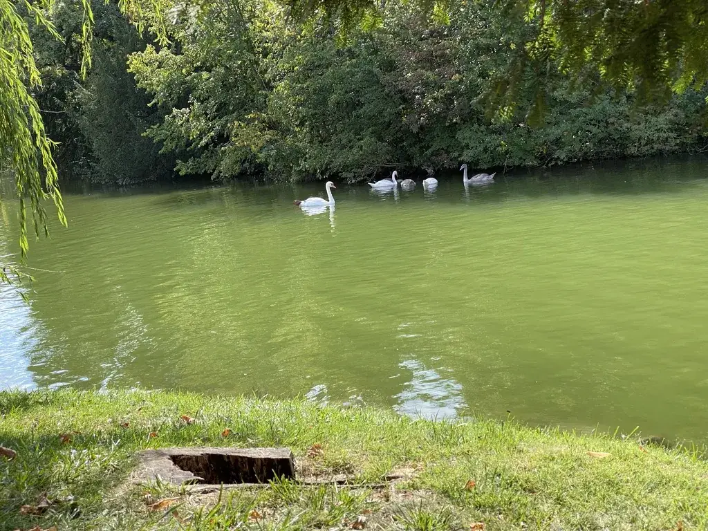 Thomas Jedi_Restaurant_Laxenburg_review