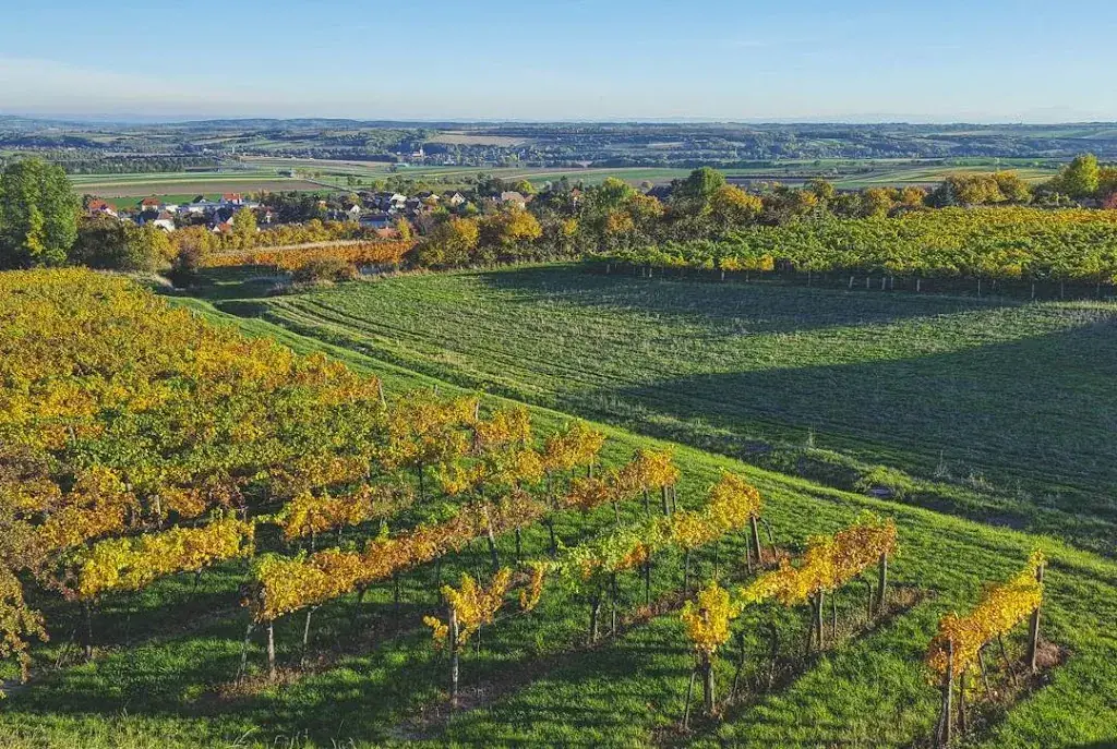 Olga Koller_Buschenschank Humer_Maissau_review