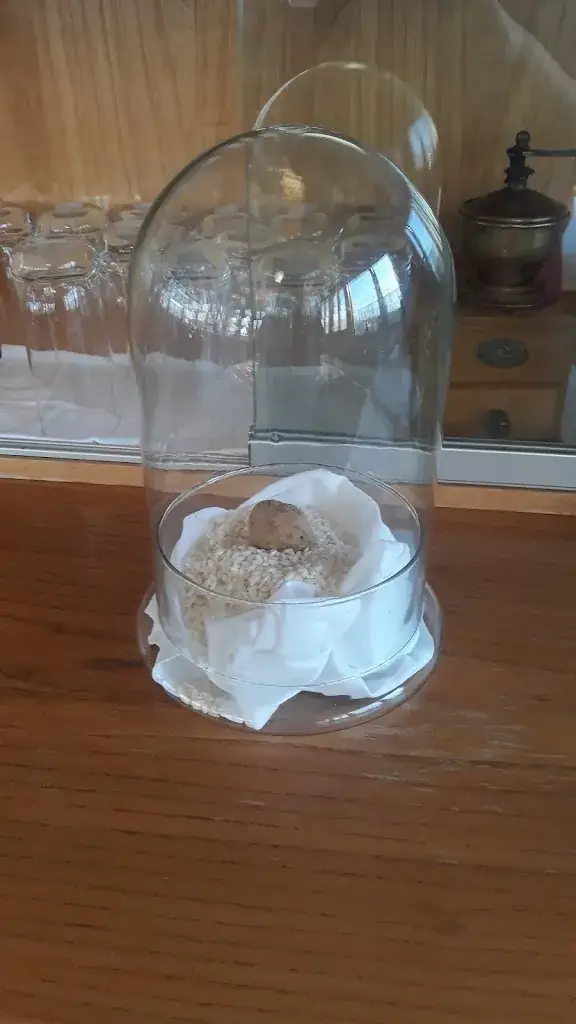 Menu_Trattoria Ristorante Amici_Neulengbach_immagine_7