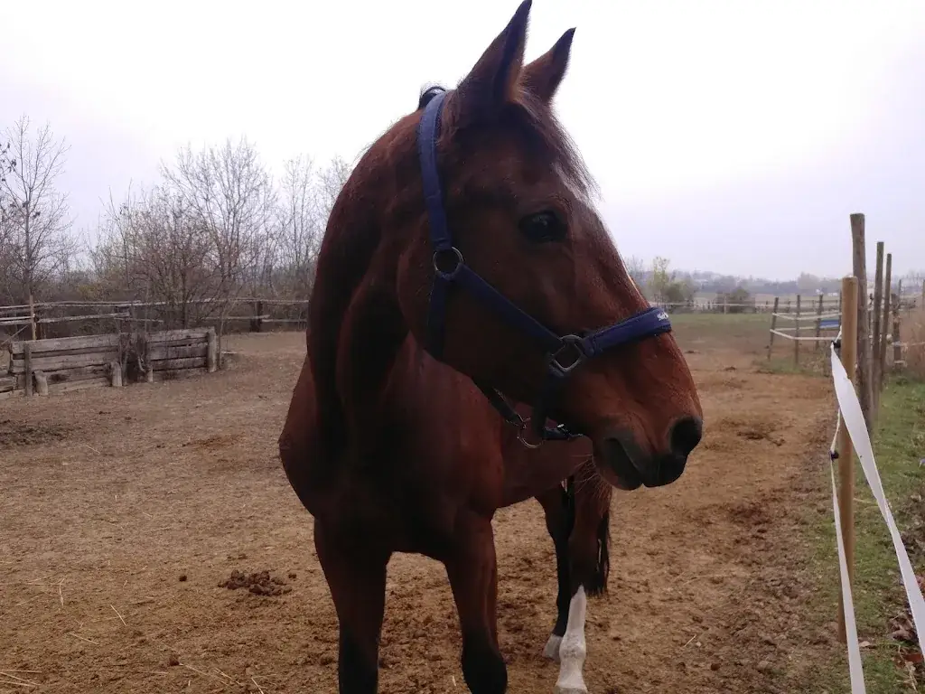 Ivan Vladulov_Neusiedler Csarda_Neusiedl_recensione