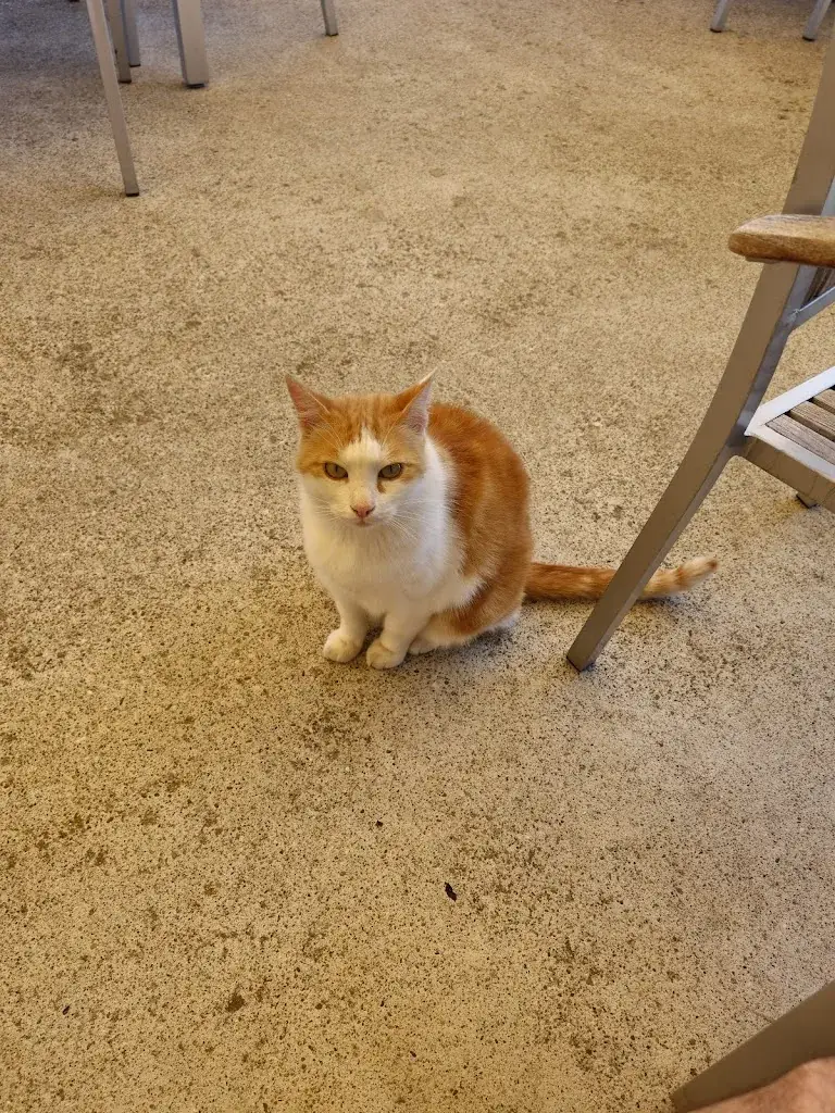 ベナクリス_Schmankerl Wia z´Haus Kalkofen_Pöggstall_avis