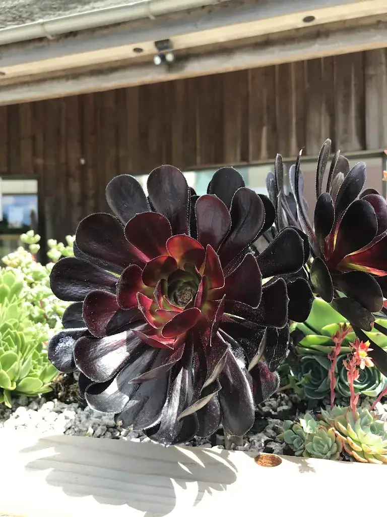 Maddy_Tremenheere Kitchen_Penz_recensione