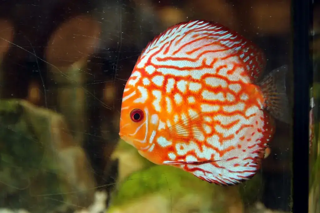 Asia Restaurant Jumbo_Politischer Bezirk Scheibbs_slider_image_3