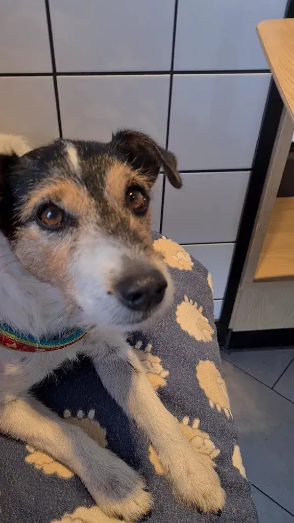 McDonald's Waidhofen an der Thaya_Politischer Bezirk Waidhofen an der Thaya_slider_image_2