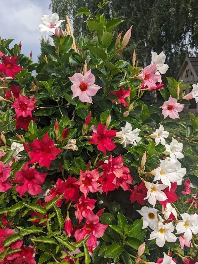 Kathrin K._Landgasthaus zum Knell_Politischer Bezirk Horn_recensione