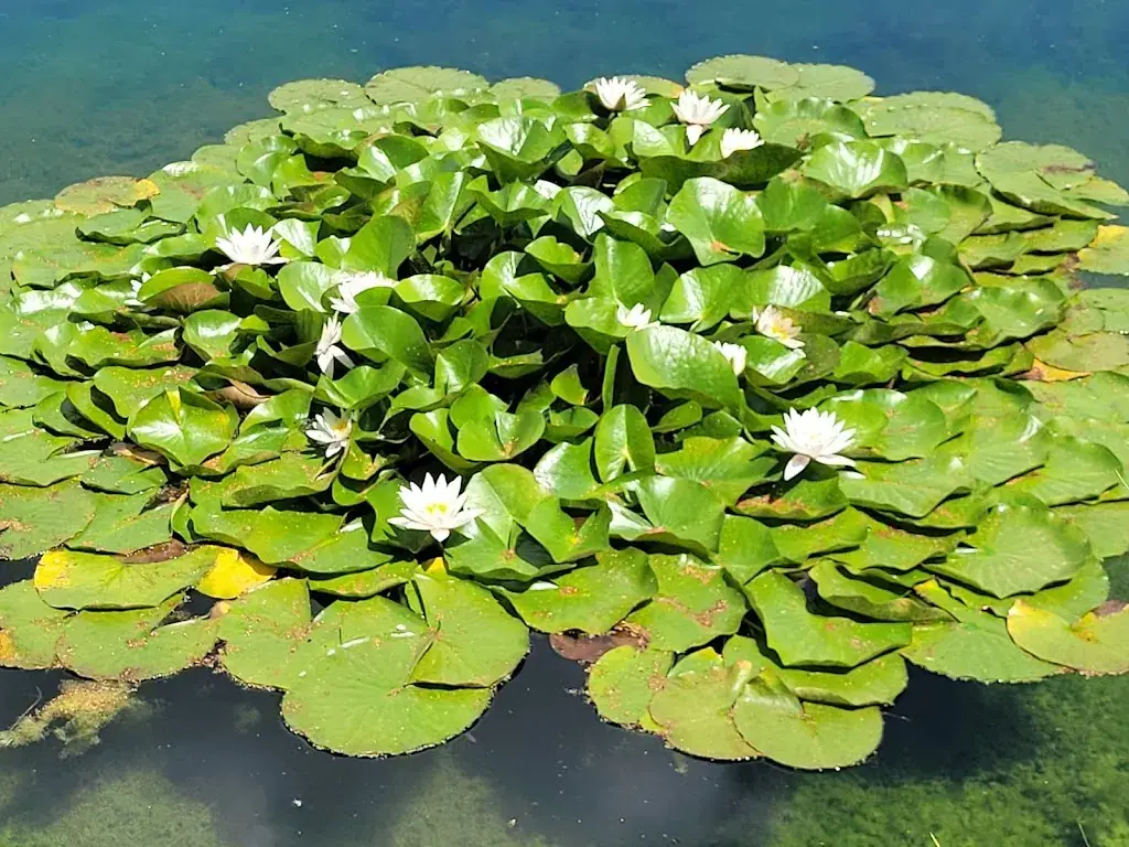 Horner Stadtsee_Politischer Bezirk Horn_slider_image_3