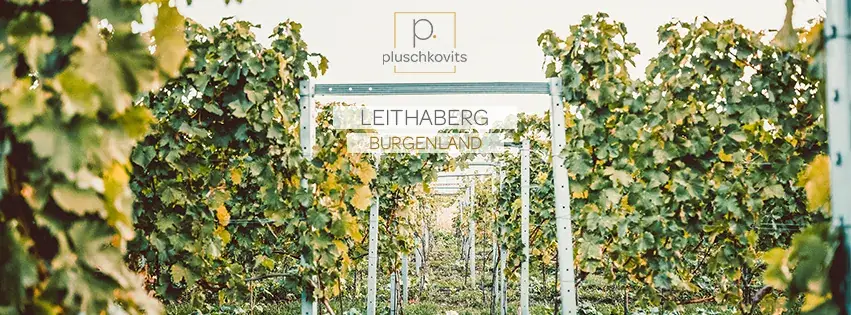 Weingut Pluschkovits ristorante a Leithaprodersdorf