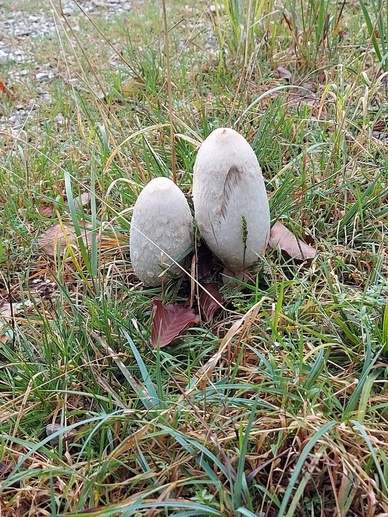 Rudolf Fleischhacker_Turmkogel_Puchenstuben_review