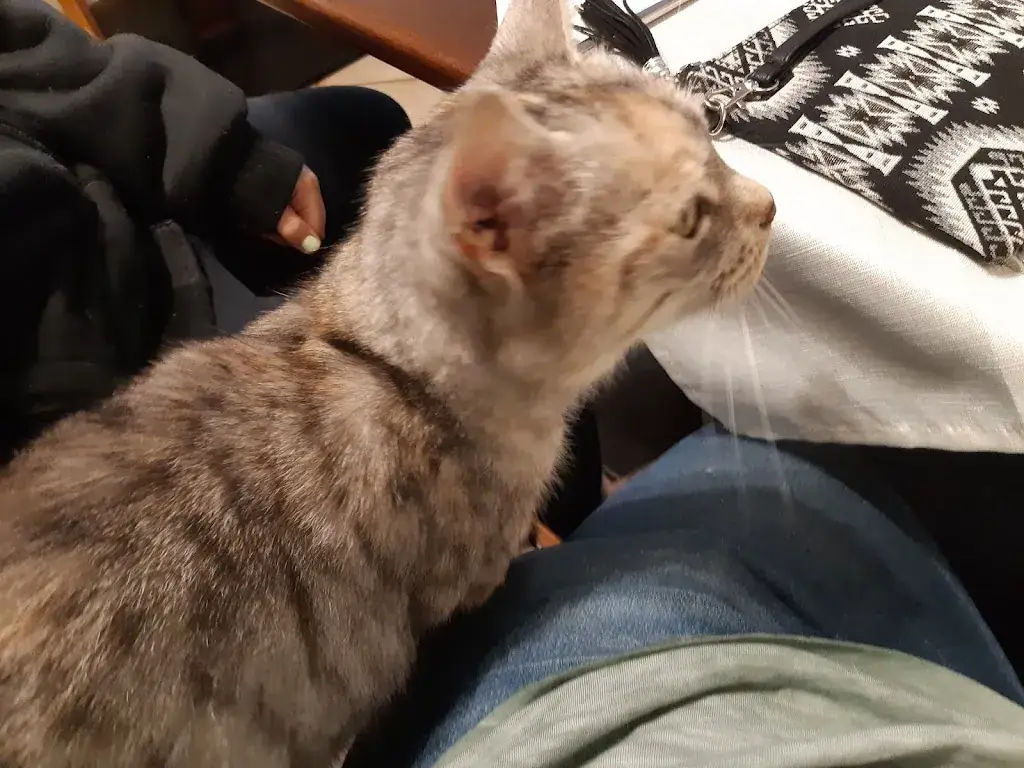 Sascha Koppon_s'Wirtshaus - Dieter Nathaniel_Sankt Veit an der Gölsen_review