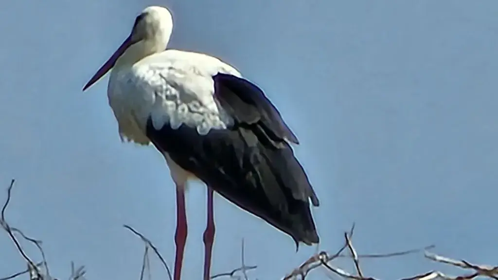 Timothy Sawyer_Pizzeria Restaurant zum Spitz_Seebenstein_review