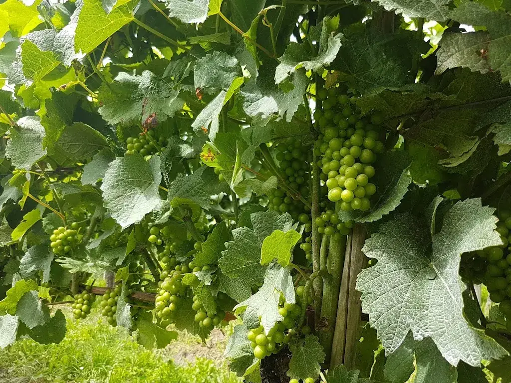 Menu_Fräulein Seegucker_Stetten_image_8