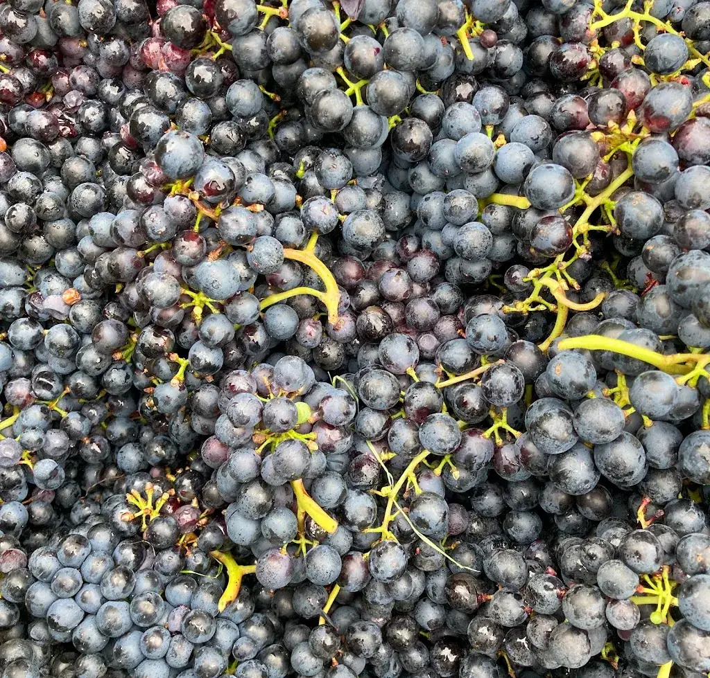 Heuriger Zum Hüterstern_Traismauer_slider_image_2