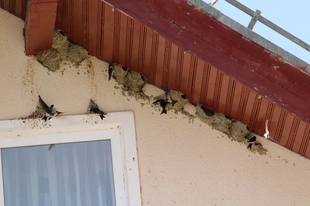 marc Stephens_Gasthaus zur goldenen Rose - Schindler Michael e.U._Zwettl Stadt_recensione