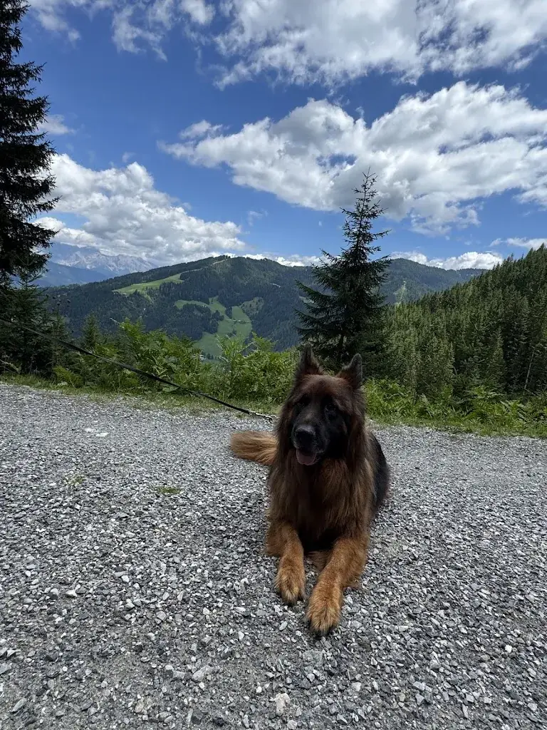 Horvath Annabella_Berggasthof Sattelbauer_Altenmarkt im Pongau_avis