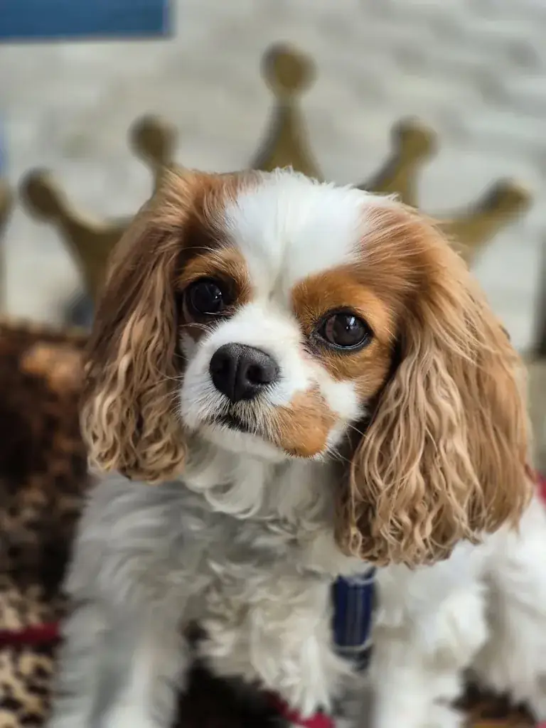 Sophie Fürst_Zum bunten Storch_Mörbisch am See_recensione