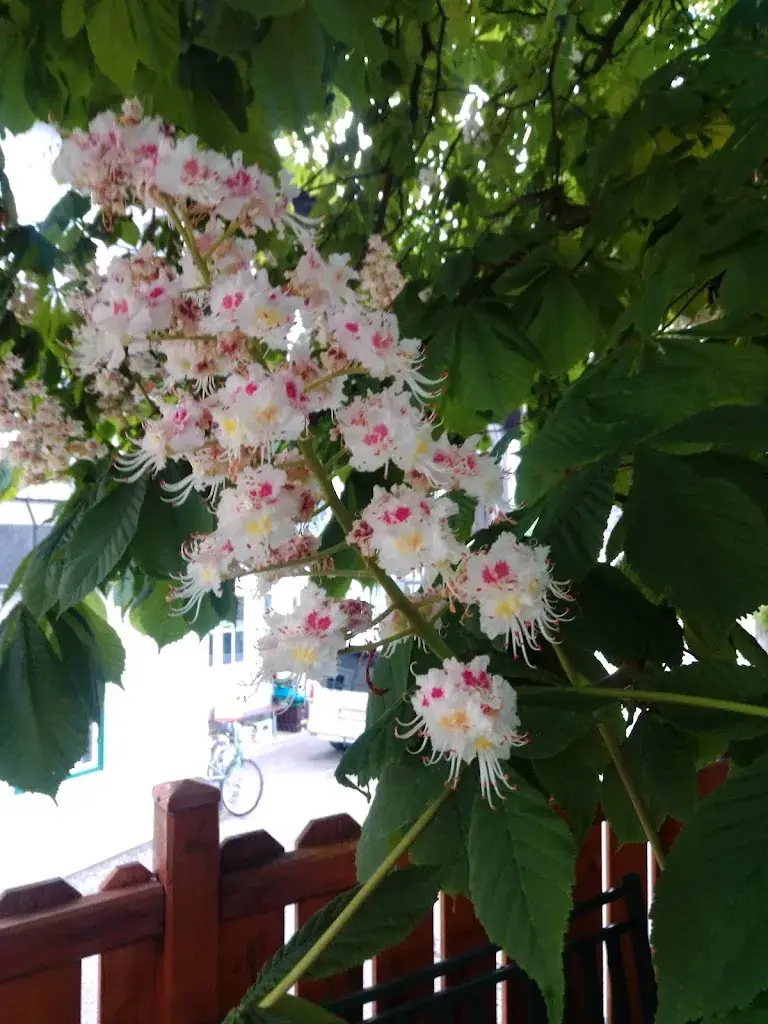 Weintraube Heuriger_Eugendorf_slider_image_3