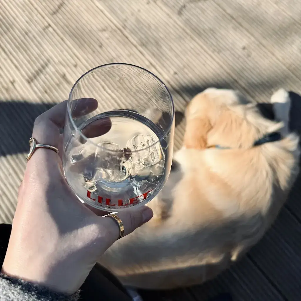 Blaue Katze_Hecht und Sonne_Eching_recensione