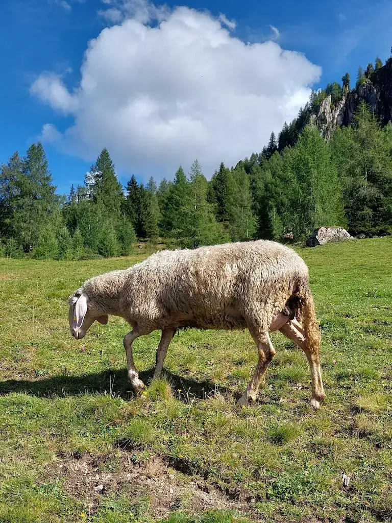 Slavka slavka_Saukaralm_Grossarl_avis