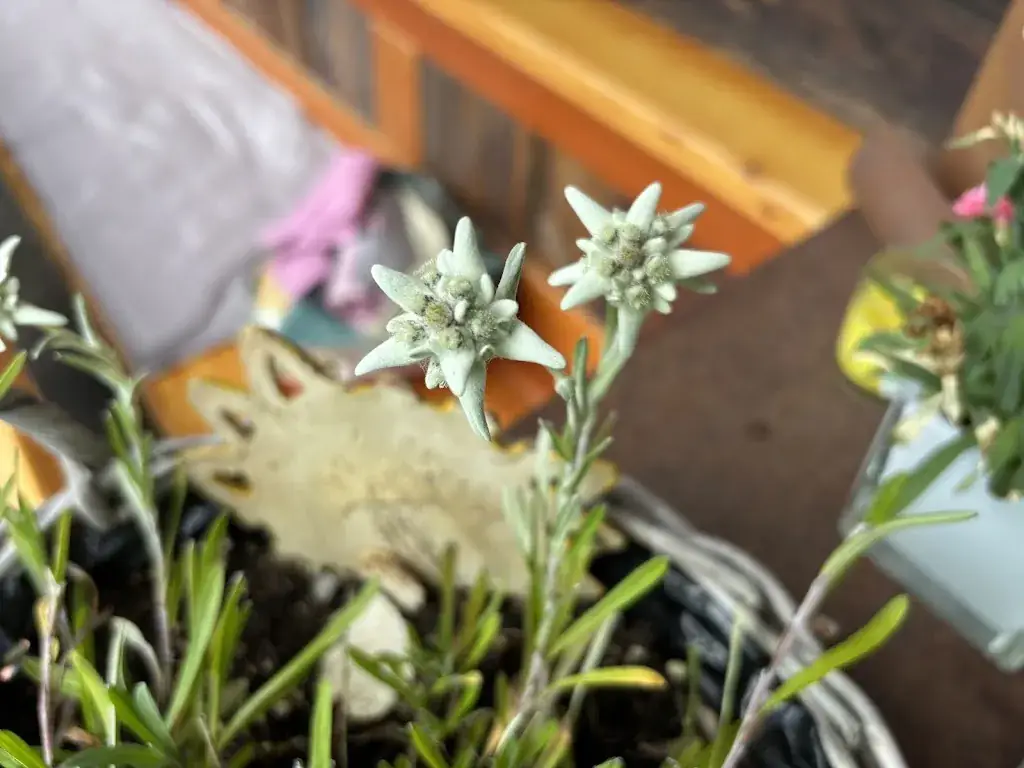 Herbert Kupelwieser_Jausenstation Höllgrub_Hüttau_review