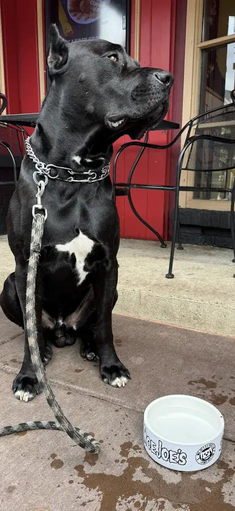 James Petrella_Moe Joe's_Plainfeld_review