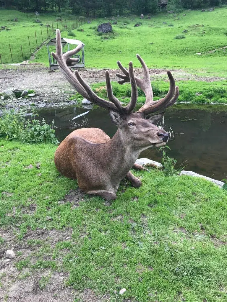 Royal Mangalitsa_Hotel Zur Post_Untertauern_recensione