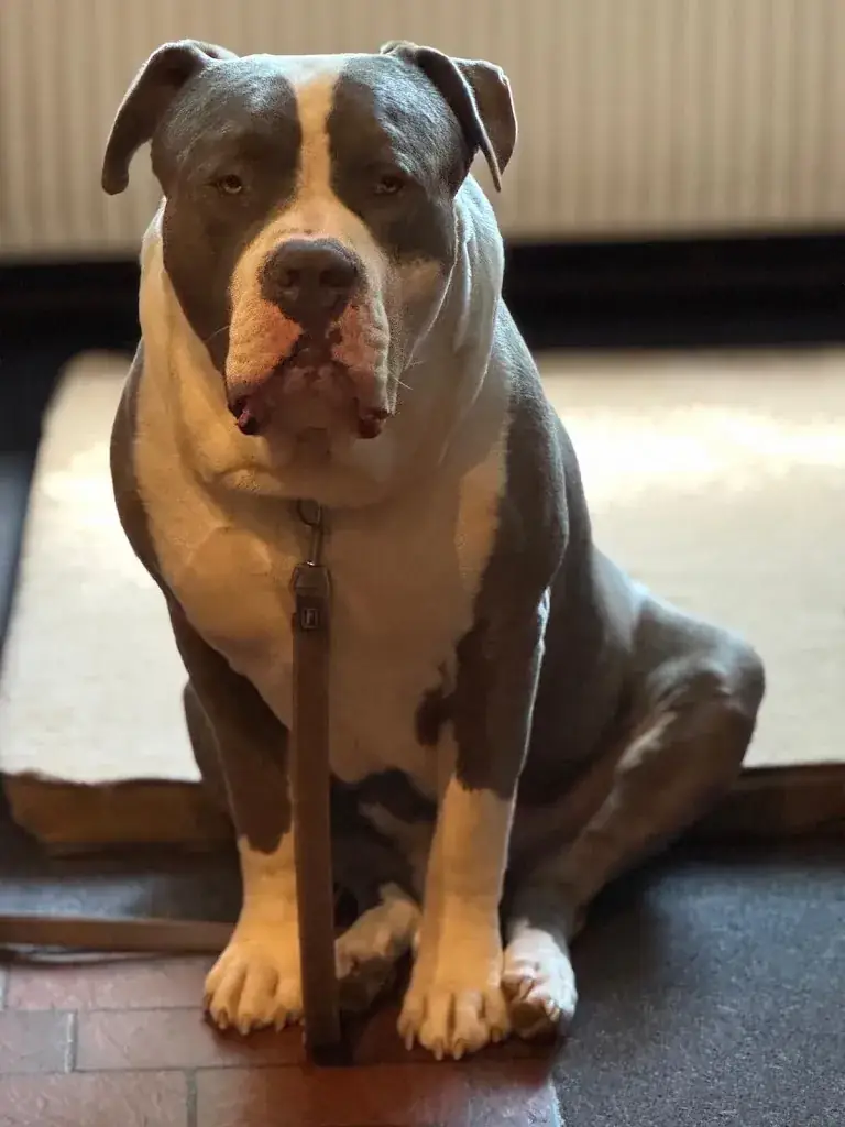 Gj T hart_Dance Cafe and Restaurant Waldesruh_Albersdorf_recensione