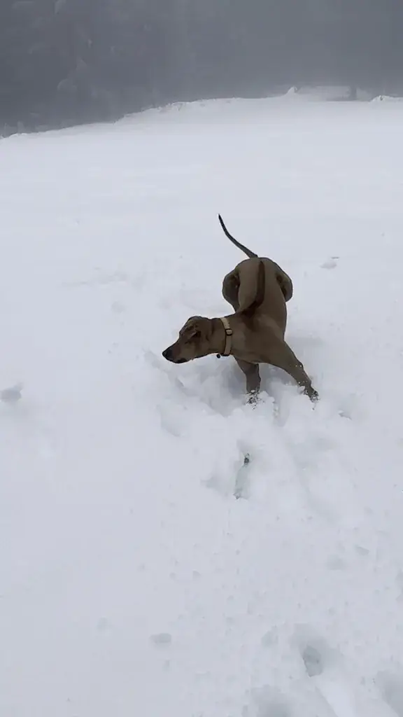 Mike Szarmach_Gasthaus Aiblwirt_Aibl_reseña