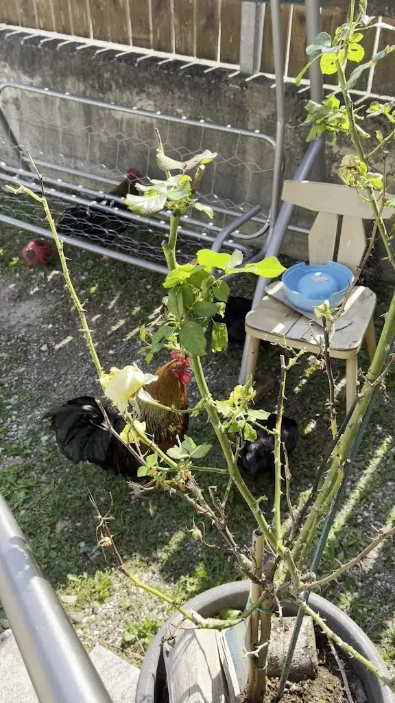 Erich Schattauer_Treitlerwirt_Attendorf_avis